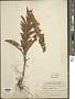 Solidago sempervirens L.