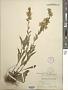 Solidago simplex Kunth