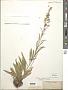 Solidago simplex Kunth