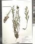 Solidago simplex Kunth