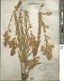 Solidago simplex Kunth