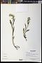 Solidago simplex Kunth var. simplex