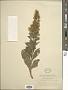 Solidago sp.