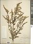 Solidago sp.