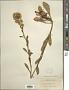 Solidago spathulata DC.
