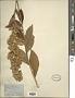 Solidago squarrosa Muhl.