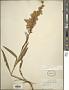 Solidago stricta Aiton