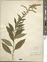 Solidago ulmifolia Muhl. ex Willd.