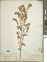 Solidago virgaurea L.