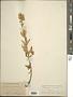 Solidago virgaurea L.