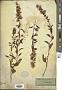 Solidago virgaurea L.