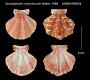 Somalipecten cranmerorum