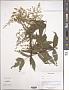 Sorbaria sp.