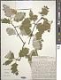 Sorbus persica Hedl.