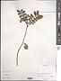 Sorbus sp.