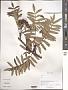 Sorbus sp.