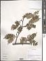 Sorbus sp.