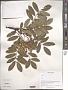 Sorbus sp.