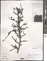 Sorbus sp.