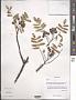 Sorbus sp.