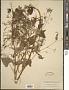 Spananthe paniculata Jacq.