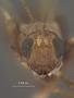 Spathius aeolus