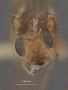 Spathius anthesis