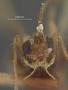 Spathius bion