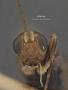 Spathius diphylus