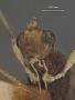 Spathius drymus