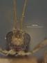 Spathius echemus