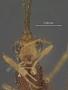 Spathius lucullus