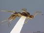 Spathius marshi