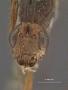 Spathius metrodorus