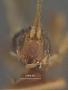 Spathius moscus