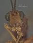 Spathius pelides