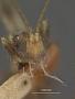 Spathius philotas