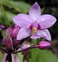 Spathoglottis plicata Blume