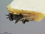 Spathopus anomalipes