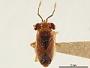Specimen Inventory - Hemiptera