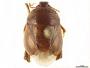 Specimen Inventory - Hemiptera