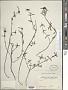 Spermacoce rubricaulis C. Wright