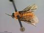 Sphacophilus triangularis