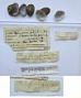 Sphaerium simile