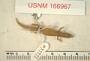 Sphaerodactylus difficilis diolenius