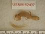 Sphaerodactylus elegans