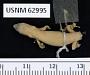 Sphaerodactylus glaucus