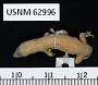 Sphaerodactylus glaucus