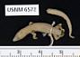 Sphaerodactylus glaucus