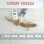 Sphaerodactylus leucaster